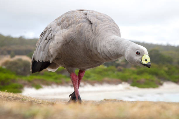 Taxon name: Eastern Cape Barren GooseTaxon scientific name: Cereopsis novaehollandiae novaehollandiaeLocation: Tasmania, Australia