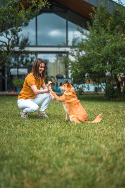 istock Young Caucasian Female Dog Trainer Teaching Her Dog High Five 2097755862