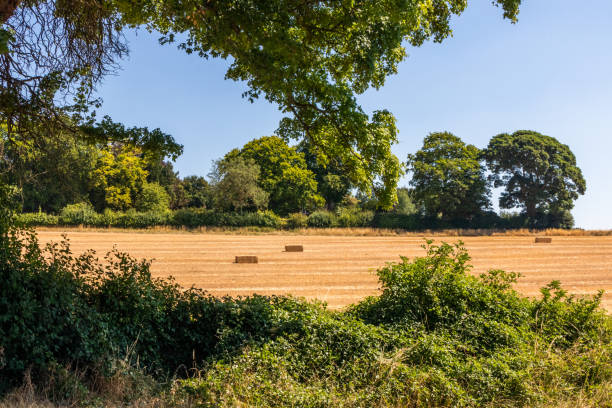 Hay bales in a field
