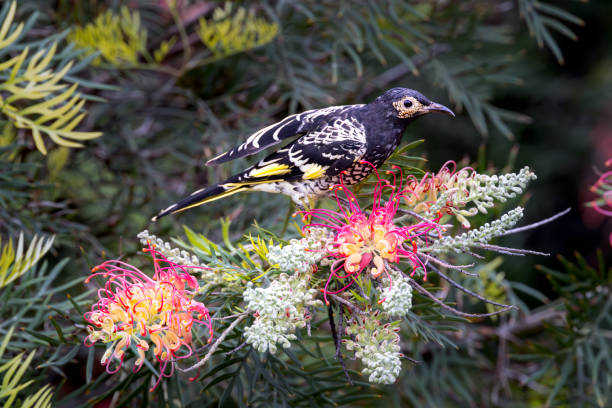 Taxon name: Regent HoneyeaterTaxon scientific name: Anthochaera phrygiaLocation: Sydney, New South Wales, Australia