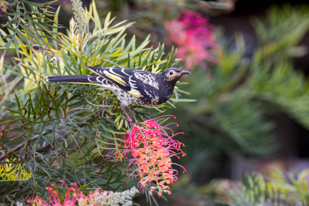 istock Regent Honeyeater, Sydney, NSW, Australia 2097762574