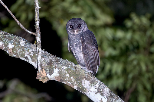 Taxon name: Australian Greater Sooty Owl\nTaxon scientific name: Tyto tenebricosa tenebricosa\nLocation: Sydney, New South Wales, Australia