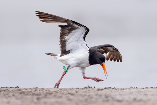 Taxon name: Australian Pied Oystercatcher
Taxon scientific name: Haematopus longirostris
Location: Newcastle, New South Wales, Australia