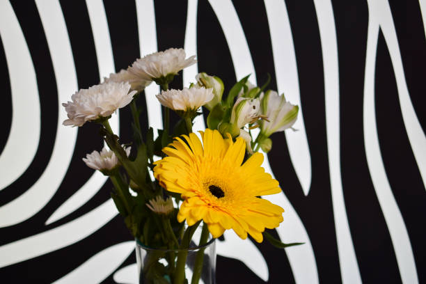 Gerbera and chrysanthemum flower heads on plain white background with copy space