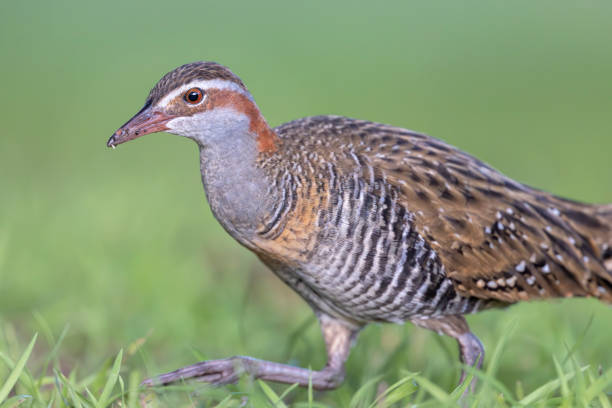 A wetland area with a Virginia rail walking in the mud. Is a secretive bird that you will more likely hear than see. Edited.