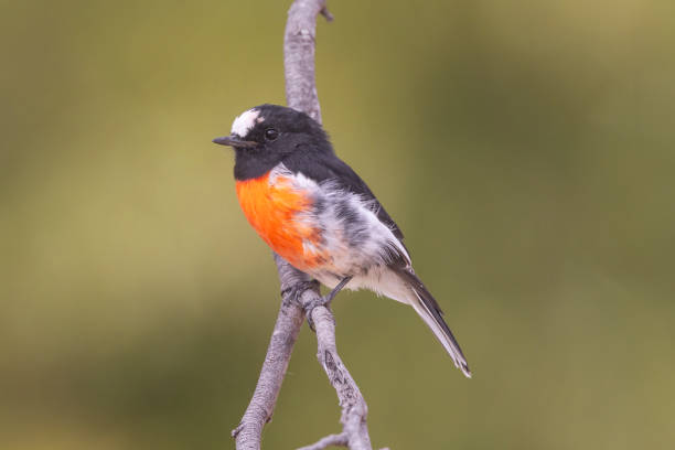 istock Scarlet Robin, Tasmania, Australia 2097776581