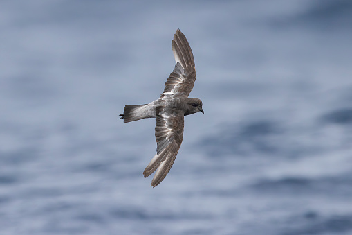 Taxon name: Grey-backed Storm-Petrel
Taxon scientific name: Garrodia nereis
Location: Eaglehawk Neck, Tasmania, Australia
