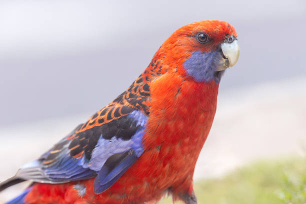 Taxon name: South-eastern Crimson Rosella\nTaxon scientific name: Platycercus elegans elegans\nLocation: Canberra, Australian Capital Territory, Australia