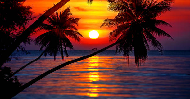 istock Sunset on tropical island sea beach panorama, ocean sunrise panoramic landscape, palm tree leaves silhouette, colorful orange red sky, yellow sun reflection, blue water waves, summer holiday, vacation 2097785274