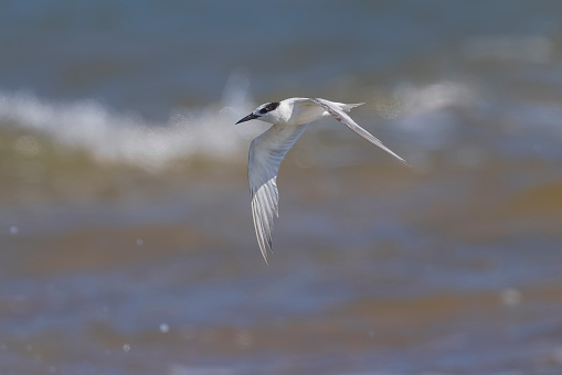 Taxon name: Australian Gull-billed Tern\nTaxon scientific name: Gelochelidon macrotarsa\nLocation: Newcastle, New South Wales, Australia