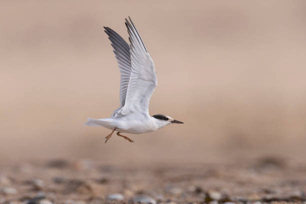 istock Little Tern, NSW, Australia 2097793461