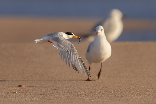 Taxon name: Little Tern\nTaxon scientific name: Sternula albifrons\nLocation: Central Coast, NSW, Australia