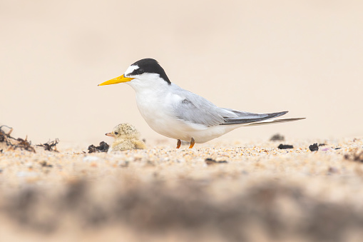 Taxon name: Little Tern
Taxon scientific name: Sternula albifrons
Location: Central Coast, NSW, Australia