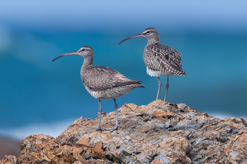 Taxon name: Whimbrel\nTaxon scientific name: Numenius phaeopus\nLocation: Coffs Harbour, NSW, Australia