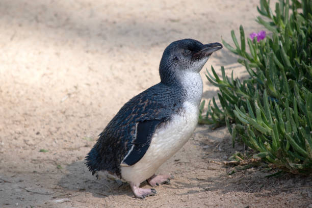 this is a side view of a fairy penguin - fairy penguin foto e immagini stock