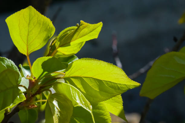 Young leaves of the plant sprouted in the spring