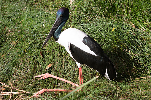 The Jabiru or black necked stork is a black-and-white waterbird stands an impressive 1.3m tall and has a wingspan of around 2m. The head and neck are black with an iridescent green and purple sheen.