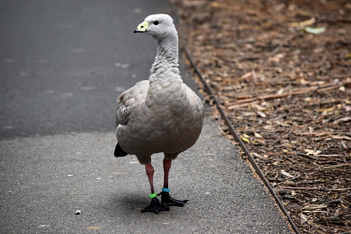 The Cape Barren Goose is a very large, pale grey goose with a relatively small head. It has rows of large dark spots in lines across the shoulders and wings.
