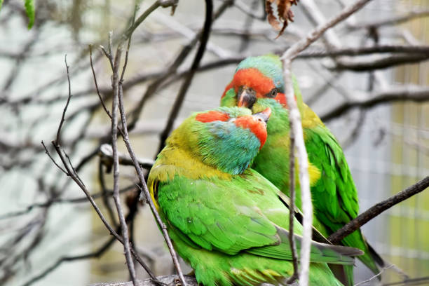 The musk lorikeet is mainly green and it is identified by its red forehead, blue crown and a distinctive yellow band on its wing.