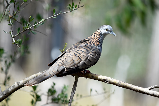 the bar shouoldered dove has a blue-grey head, neck and upper breast, with a distinctive reddish-bronze patch on the hindneck, with dark barring.