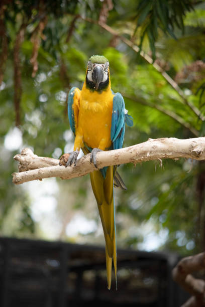 istock the blue and gold macaw is perched on a branch 2097824471