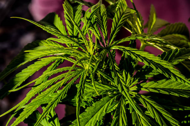 Photo Picture of Young Green Cannabis Marijuana Leaf Plant Detail