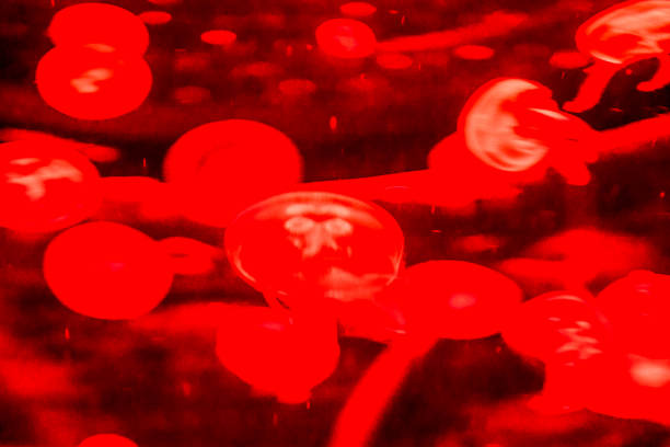istock Jellyfish Dangerous Poisonous Medusa 2097844456