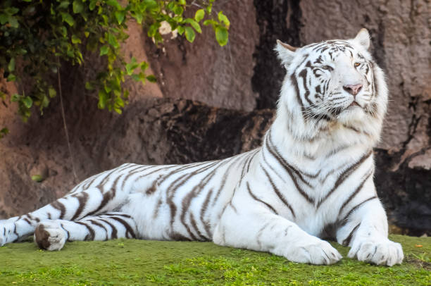 istock Black and White Striped Tiger 2097844494