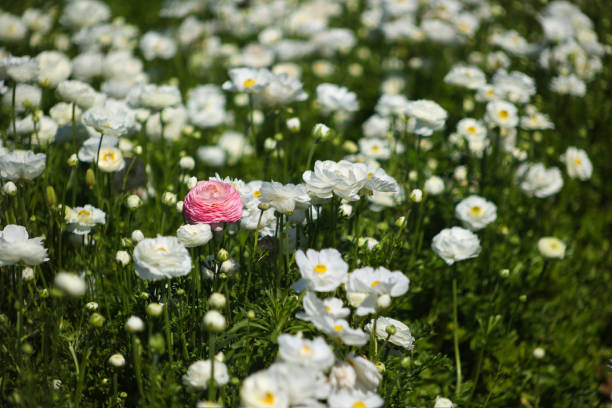 Elegance ranunculus bouquet on the sparkling background. Beautiful and tender flowers composition. Perfectly for Birthday, Women's and Valentine's Day, Anniversary. Copyspace. Top view.