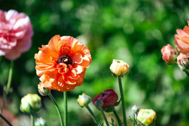 Delicate Ranunculus blossoms in full sunlight