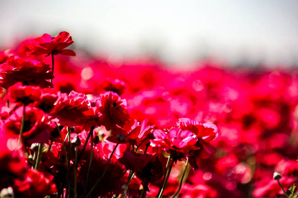 Delicate Ranunculus blossoms in full sunlight