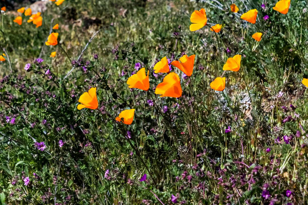 California Poppy with Daisy Flowers in a field
