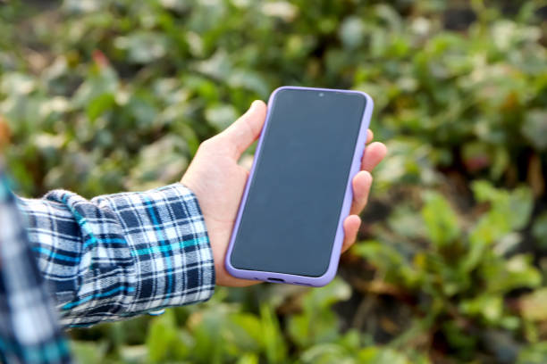 istock In a cornfield, a farmer holds a mobile phone with a blank empty screen, showcasing farm agriculture concept in a phone mock-up outside 2097850540
