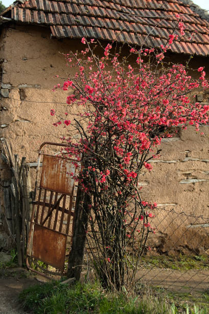 Old gate in East Europe village
