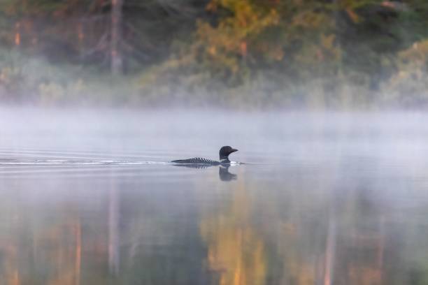 istock A loon floats through the fog during a tranquil summer sunrise 2097854909