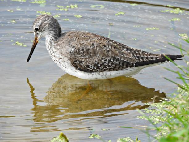 istock Lesser Yellowlegs (Tringa flavipes) foraging in a lake 2097856643