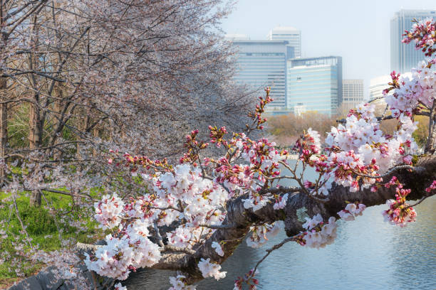 istock Cherry blossoms blooming along a canal in Japan. 2097857794