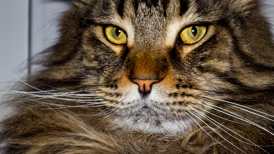 Portrait of a gray Maine Coon cat named Fedor
