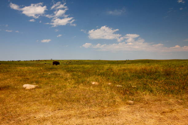 istock Bison in Summer, Custer State Park, South Dakota 2097872739