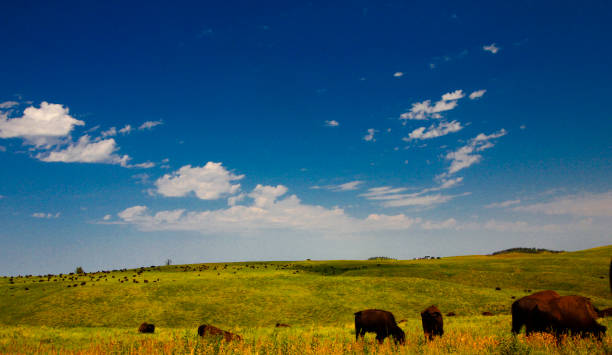 istock Bison in Summer, Custer State Park, South Dakota 2097880867