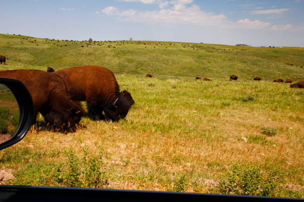 istock Bison in Summer, Custer State Park, South Dakota 2097880873
