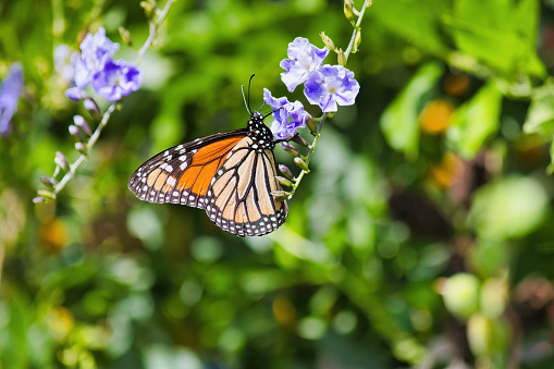 Detailed view of a monarch butterfly clinging to a bloom while feeding.