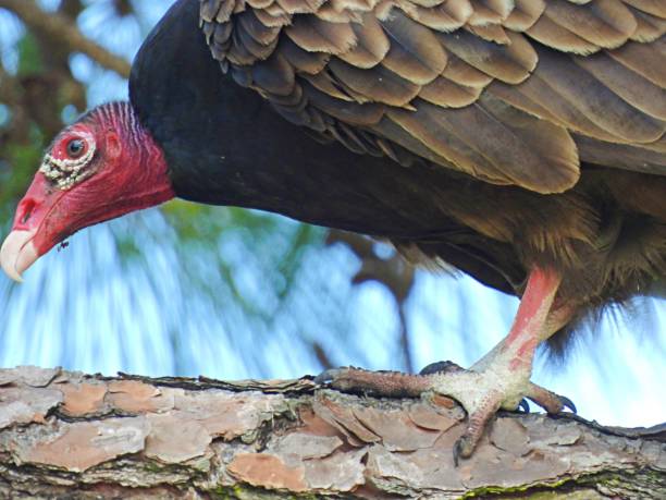 istock Turkey Vulture (Cathartes aura) - close-up 2097897916