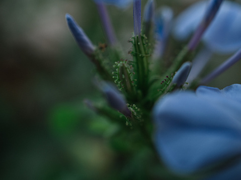 violet flower close up