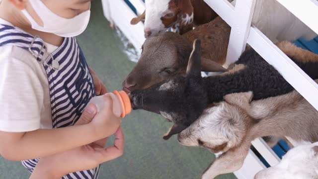 Asian boy feeding goat milk to baby goat