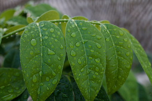 The leaves of the plant with the scientific name Sauropus androgynus are green when exposed to morning dew, in a natural background.