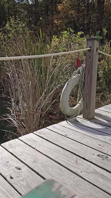 Wooden dock by pond with water plants blowing in wind vertical video