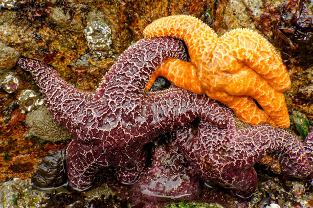 istock Starfish at Big Beach, Ucluelet, BC Canada 2097956979