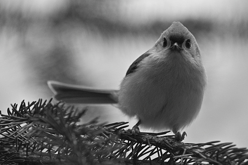 Tufted titmouse in black and white, on branch of evergreen tree (a white spruce), looking at camera