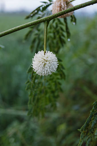 White flowers of a plant with the scientific name Leucaena leucocephala, on a natural background.